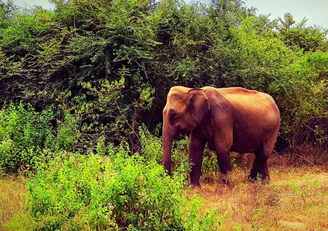 Elephant Paradise Safari Bungalow Udawalawe Exteriér fotografie