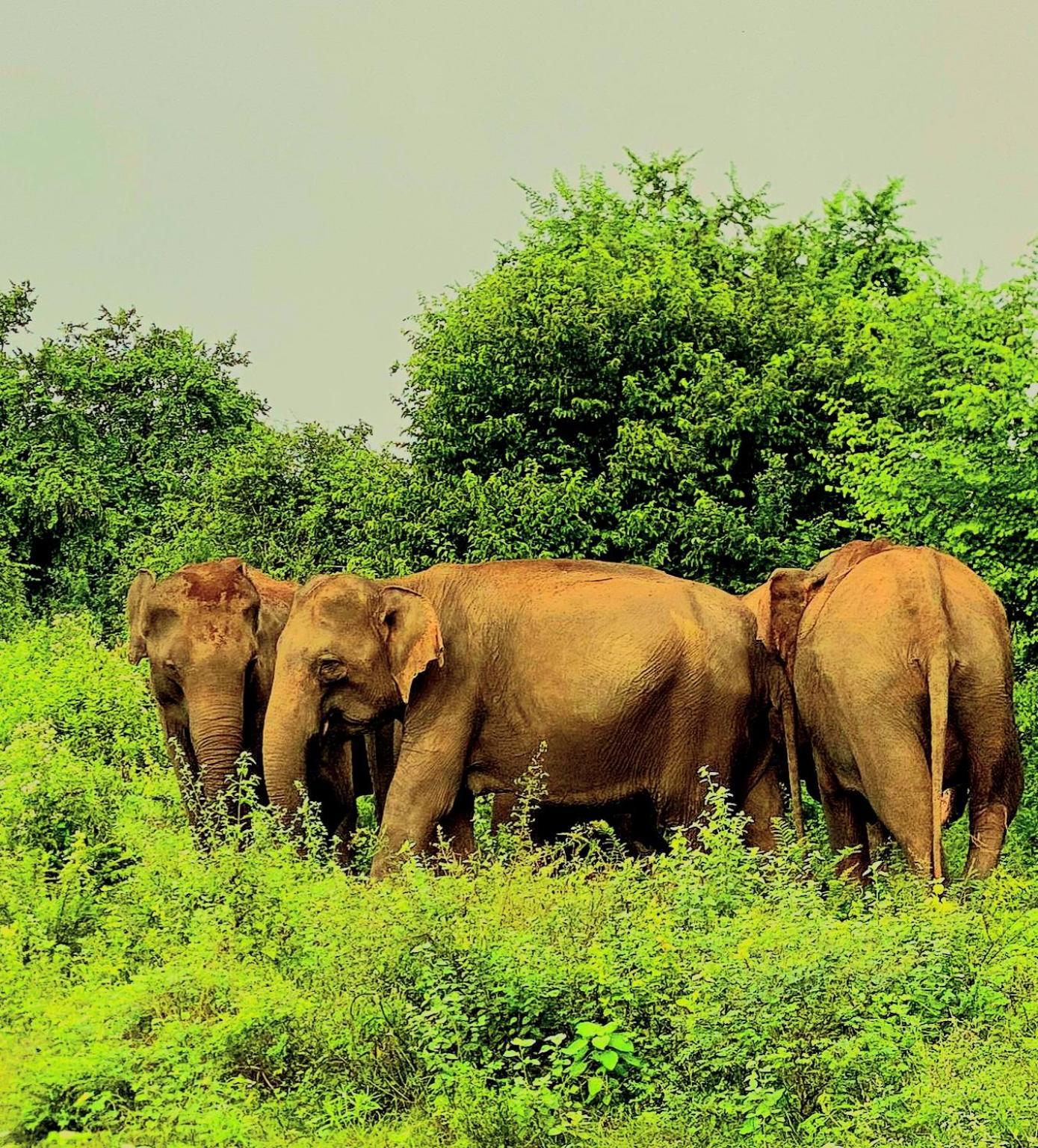 Elephant Paradise Safari Bungalow Udawalawe Exteriér fotografie